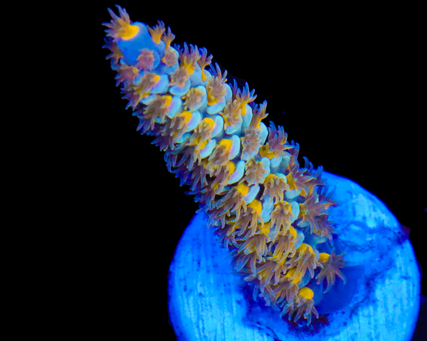 818'S SUPERNOVA TENUIS