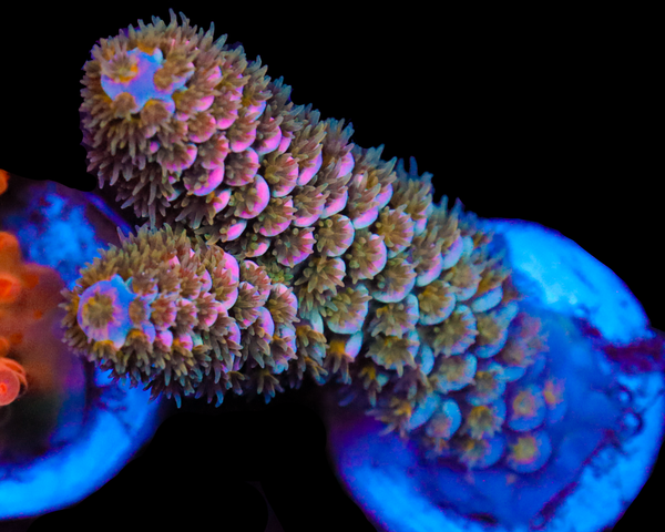 818'S WET DREAM TENUIS