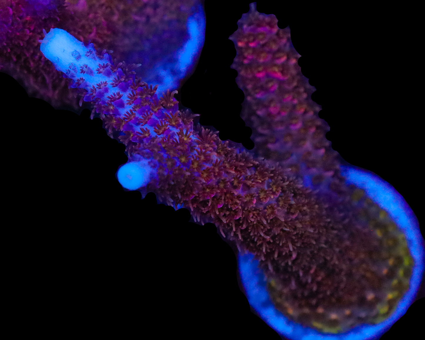 818'S ULTRA STAG CHUNKY