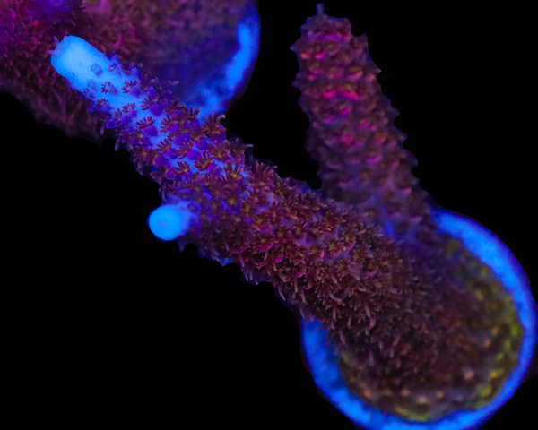 818'S ULTRA STAG CHUNKY