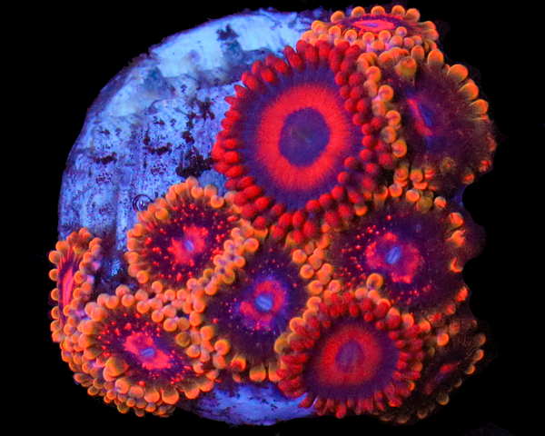 MIND TRICK ZOA COMBO