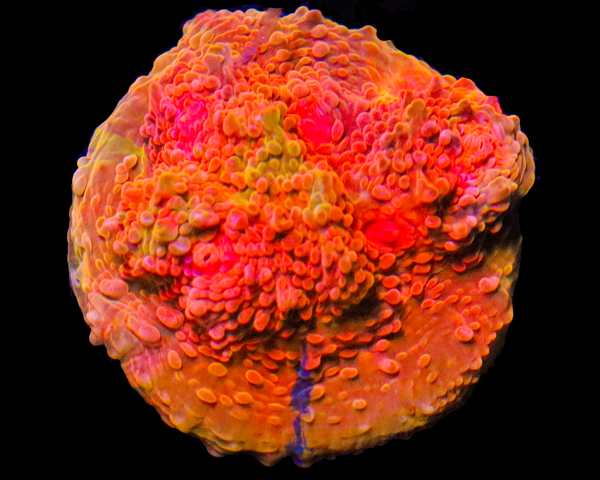 818'S MELTDOWN CHALICE