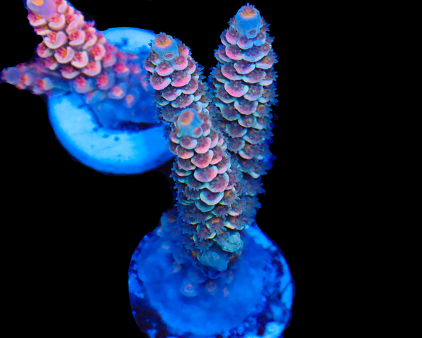 818'S STRATOSPHERE TENUIS