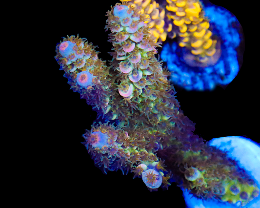 818'S END OF TIME TENUIS CHUNK