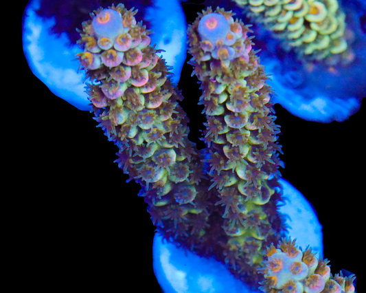 818'S END OF TIME TENUIS