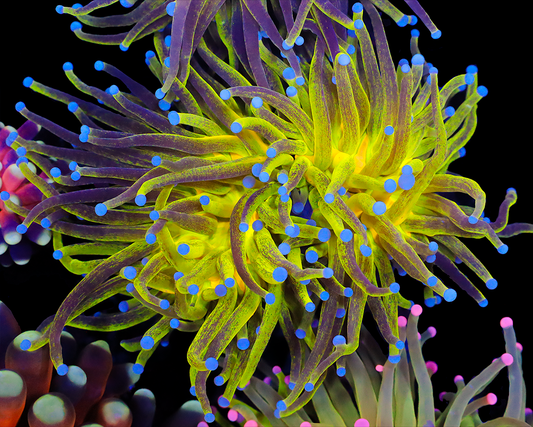 SPARKLE HG TORCH CHUNKY