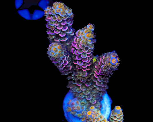 818'S CRAZY 8 TENUIS