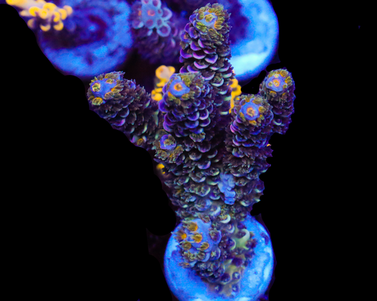 818'S 50 SHADES TENUIS CHUNK