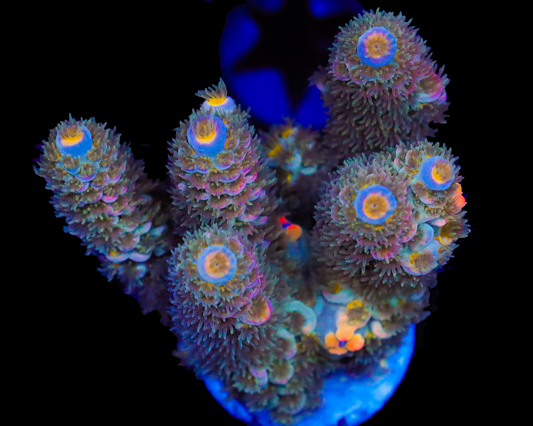 818'S BLUE DREAM TENUIS CHUNKY