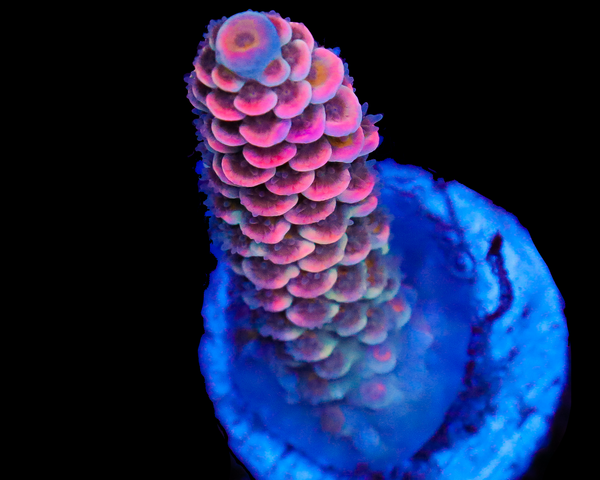 818'S NEON GOD TENUIS