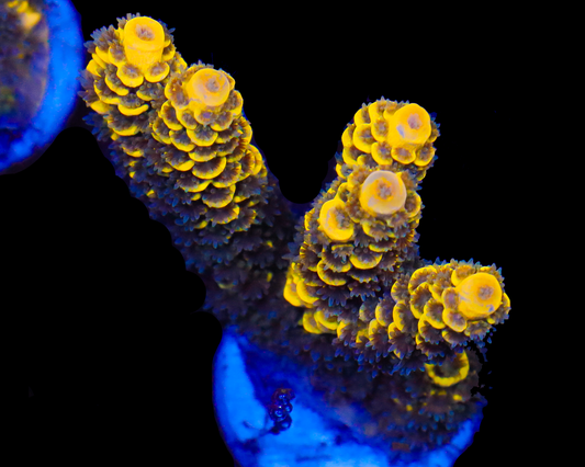 818'S BUMBLEBEE GRAFTED TENUIS