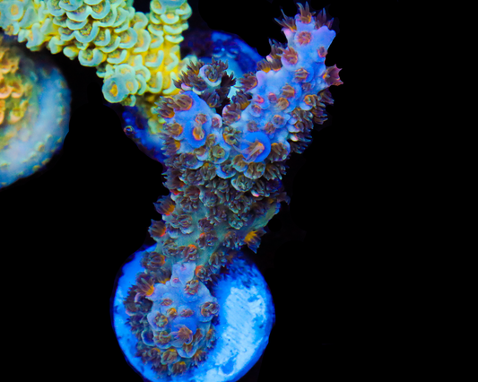 818'S SUMMERTIME SADNESS TENUIS