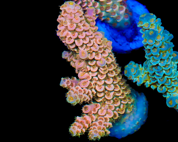 818'S SCORPION TENUIS XL