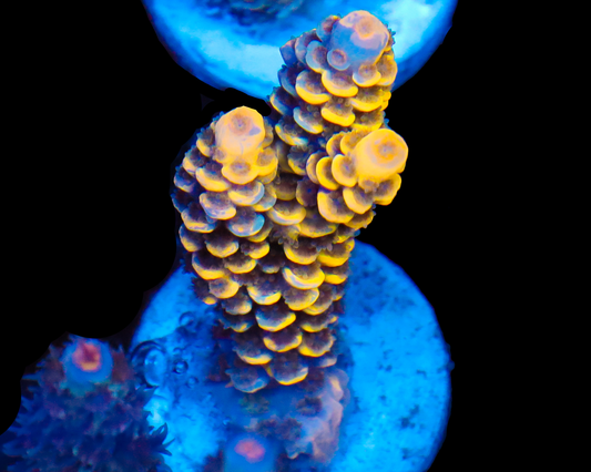 818'S BUMBLEBEE GRAFTED TENUIS