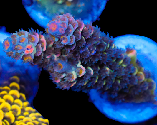 818'S BABYS BREATH TENUIS