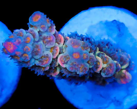 818'S BABYS BREATH TENUIS