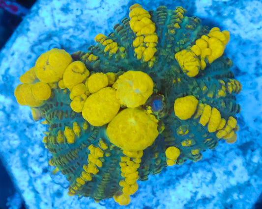 URANIUM BOUNCE MUSHROOM LG