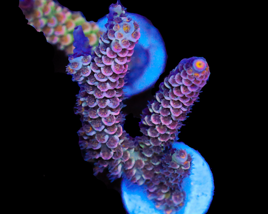 818'S PINK MIST TENUIS