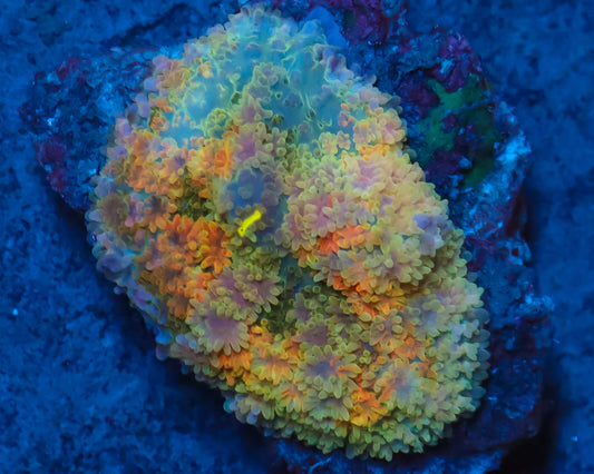 RAINBOW FRANK MUSHROOM