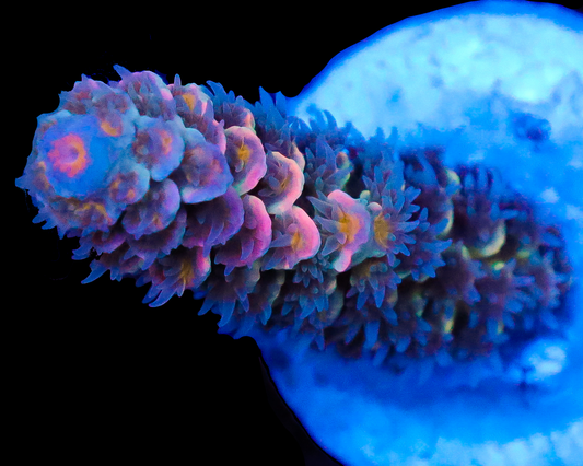 818'S BRIGHT EYES TENUIS