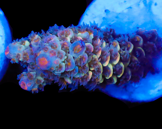 818'S BABYS BREATH TENUIS