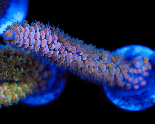 818'S WICKED DREAMS TENUIS