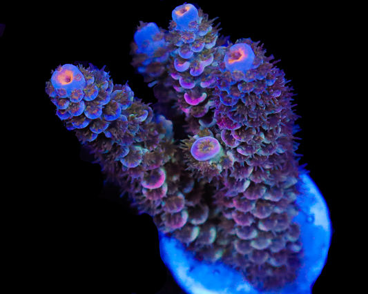 818'S NIGHTMARE TENUIS