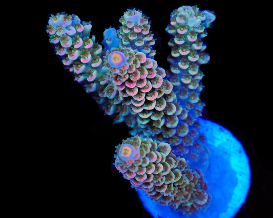 818'S WINTERMINT TENUIS