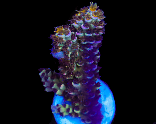 818'S MIDNIGHT TENUIS