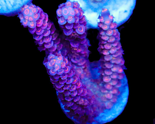 818'S GRAPE APE TENUIS