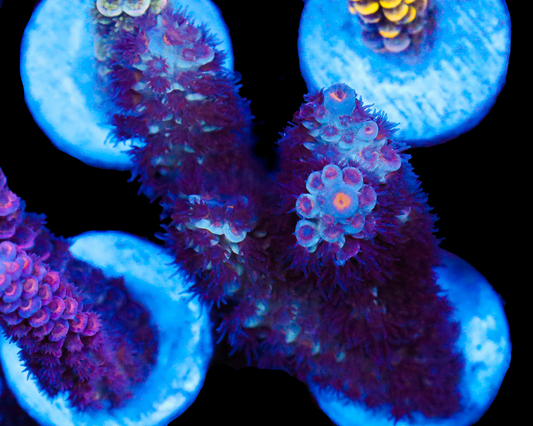 818'S SKYWALKER TENUIS