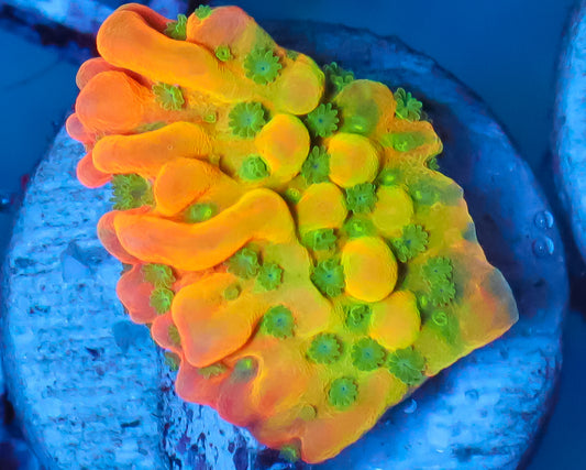 BEACH BUM MONTIPORA
