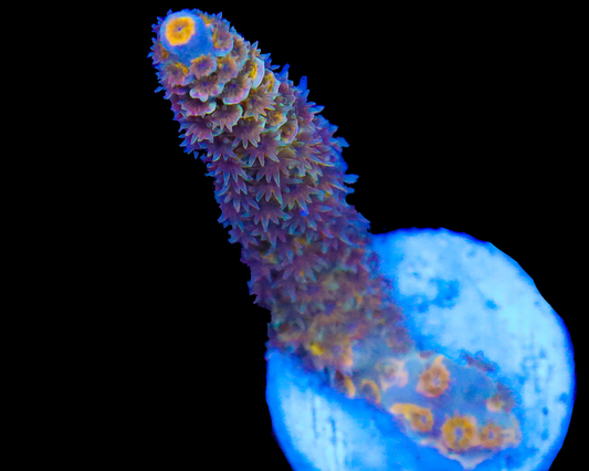 818'S SUPERNOVA TENUIS