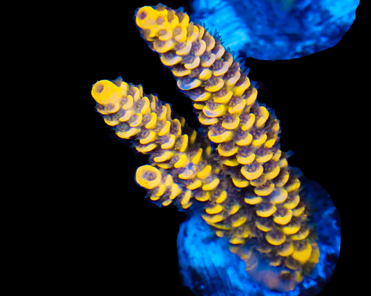 818'S BUMBLEBEE GRAFTED TENUIS