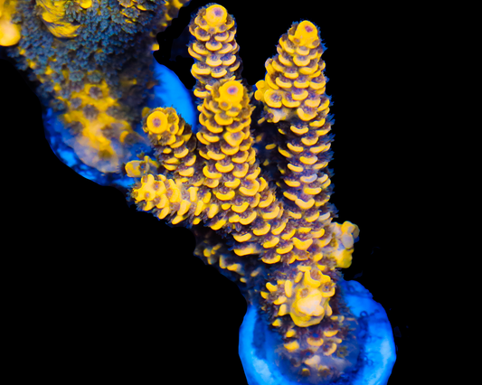 818'S BUMBLEBEE GRAFTED TENUIS