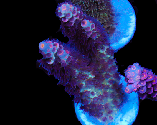 818'S CLOUDBREAK TENUIS