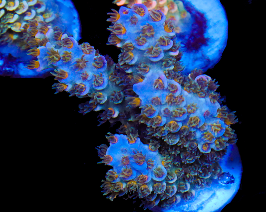 818'S SUMMERTIME SADNESS TENUIS