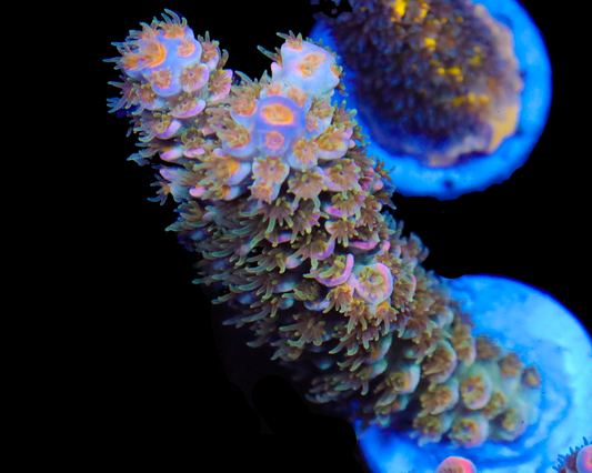 818'S ISLAND BREEZE TENUIS