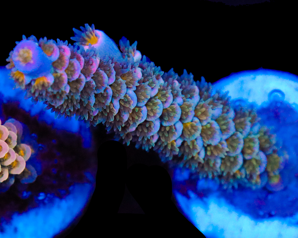 818'S DEEP SPACE TENUIS