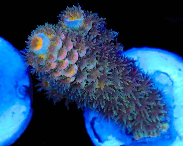 818'S LOW TIDE TENUIS