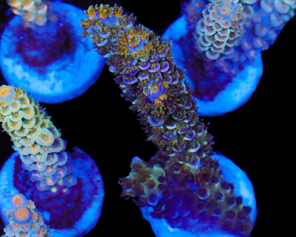 818'S MIDNIGHT TENUIS