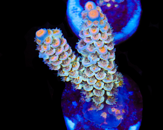 818'S WHITE NOISE TENUIS