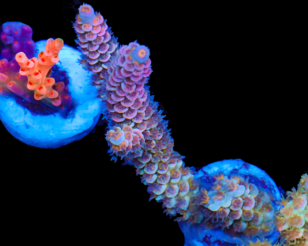 818'S PINK MIST TENUIS