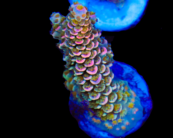 818'S GHOST RIDER TENUIS