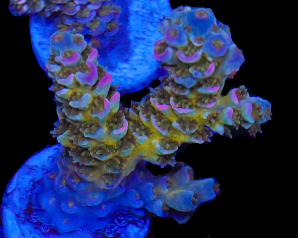 818'S BLUE RUNTZ TENUIS