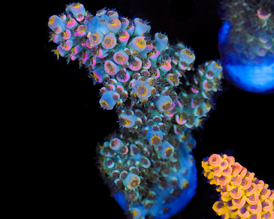 818'S NITRO MINI COLONY