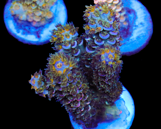 818'S MIDNIGHT TENUIS