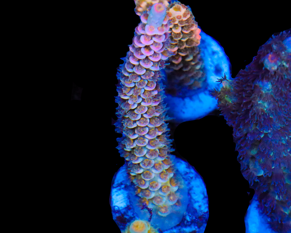 818'S PINK MIST TENUIS