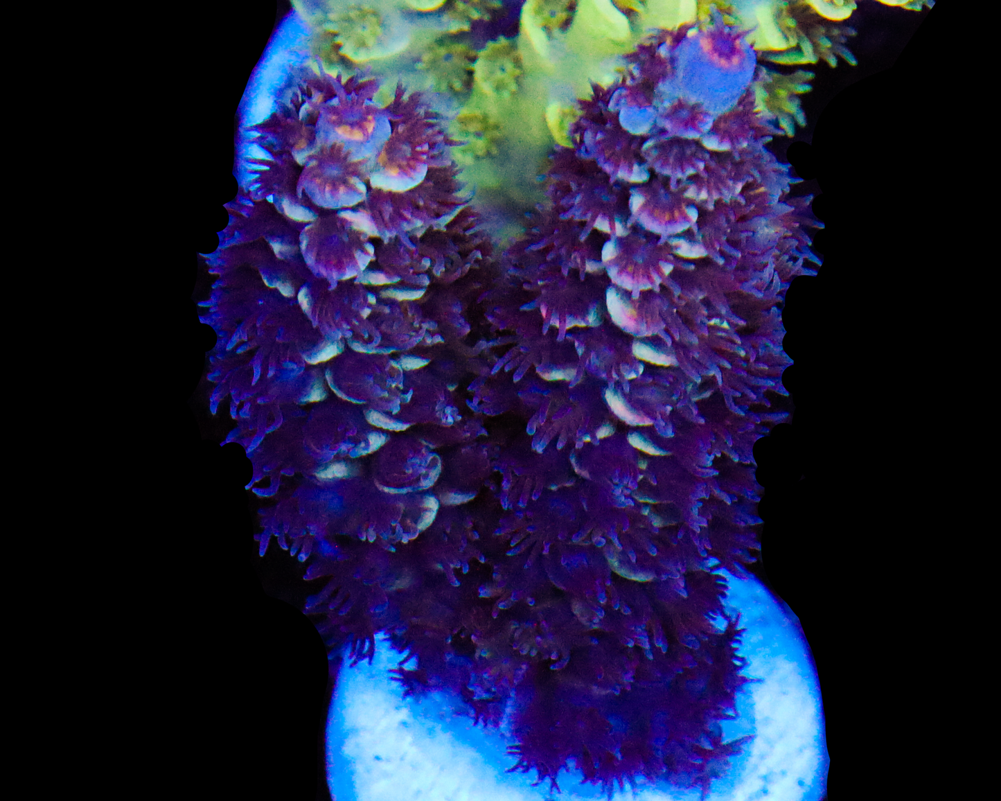 818'S BLUEBERRY DELIGHT