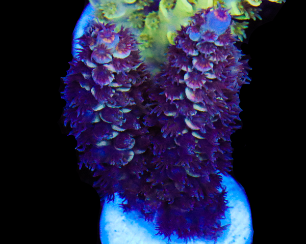 818'S BLUEBERRY DELIGHT